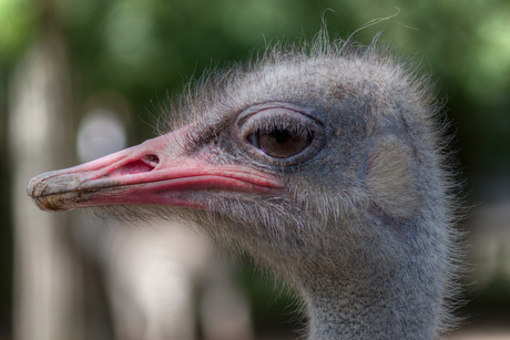 Struisvogel fotomodel