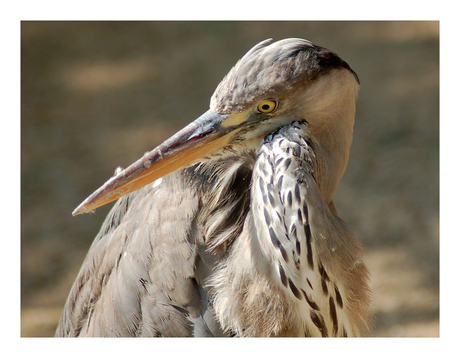 Reiger