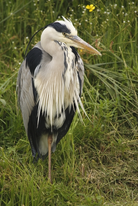 mooie reiger