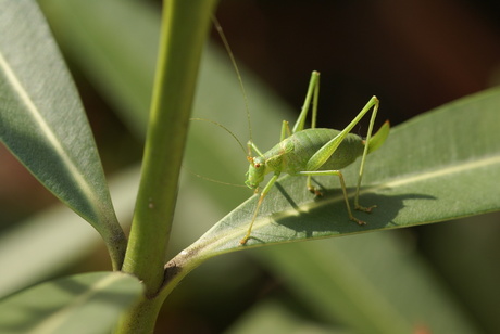 op zoek in't groen