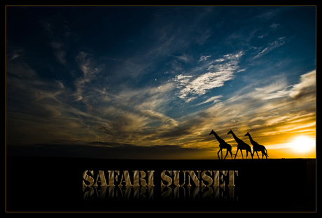 Safari Sunset