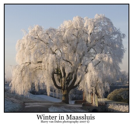 Winter in Maassluis