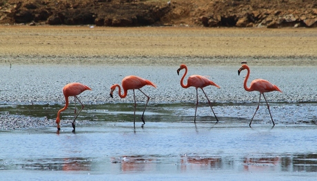 Flamingo`s Bonaire