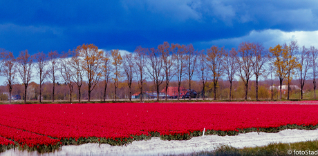 rood, wit, blauw