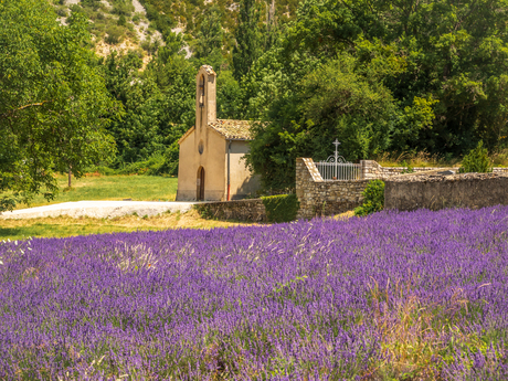 Lavendel