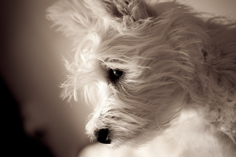 West Highland White Terrier