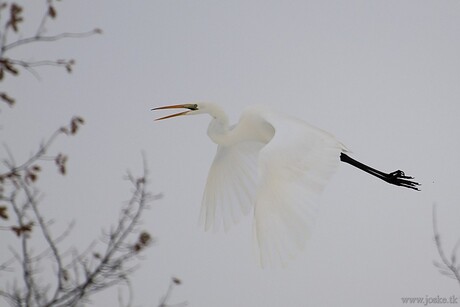 Zilverreiger