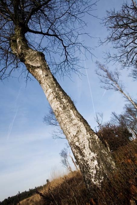 Berk op de veluwe (2)