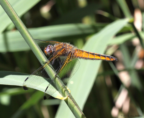 Giant Scarce Chaser