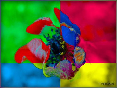 Anemoon knop in kleur