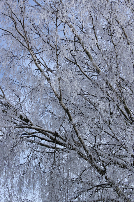 Winter Tree.