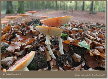 Speulder- en Sprielderbos Drie (Ermelo) 2012