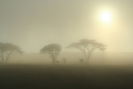 Serengeti sunrise