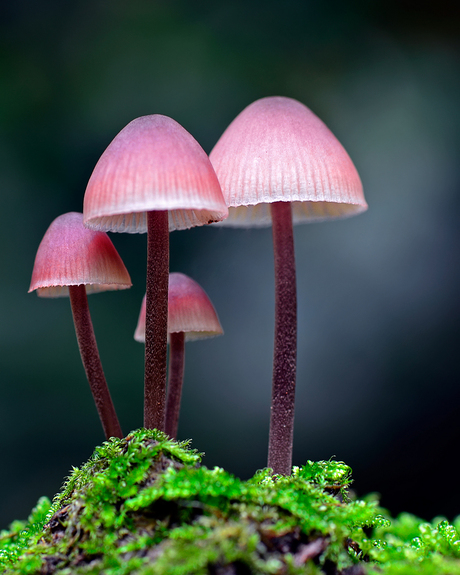 pink-mushroom.jpg
