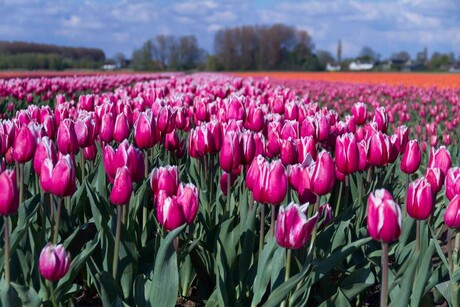 Tulpen in Brabant