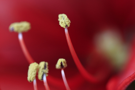 Macro van Amaryllis