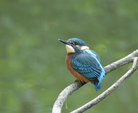 Jong ijsvogeltje