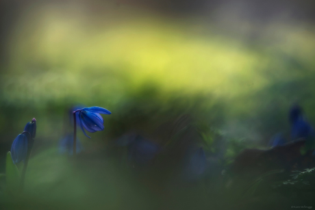 Sterhyacintje in het bos