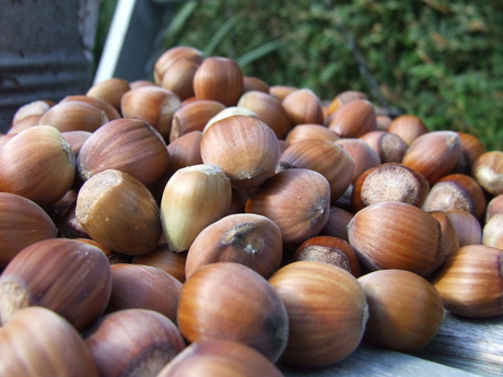 Vroege Herfst