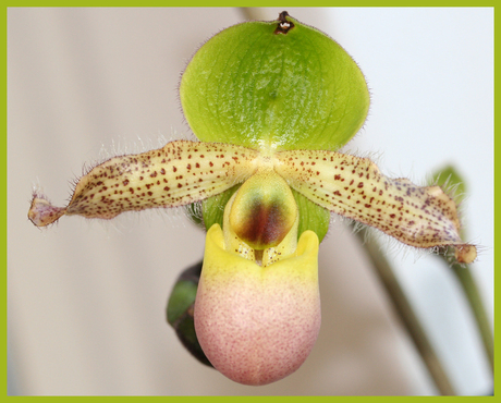 Mooie orchidee