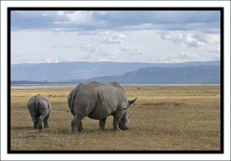 White Rhino's in Nakuru N.P.