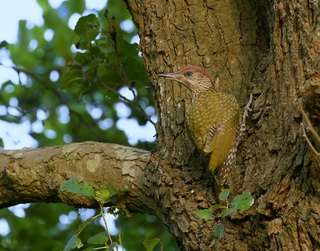 Juveniele Groene Specht