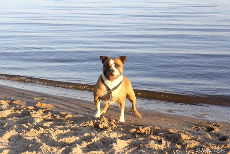 Stoere staffie