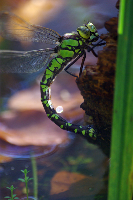 Libelle legt eitjes