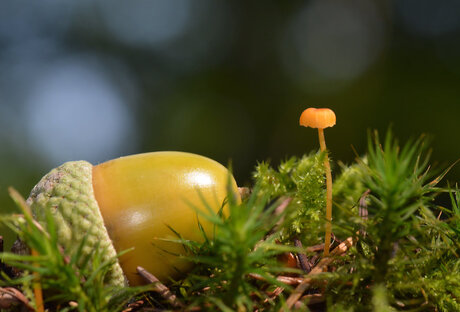 Eindelijk Herfst!