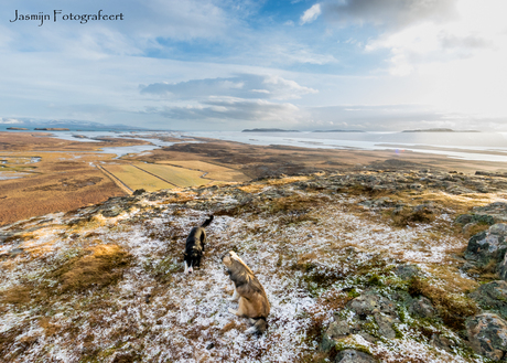 Spelende hondjes op een berg in IJsland