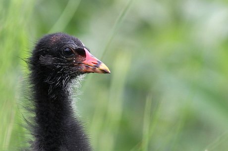 Young Moorhen...