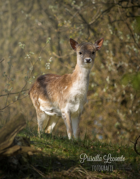 Bambi