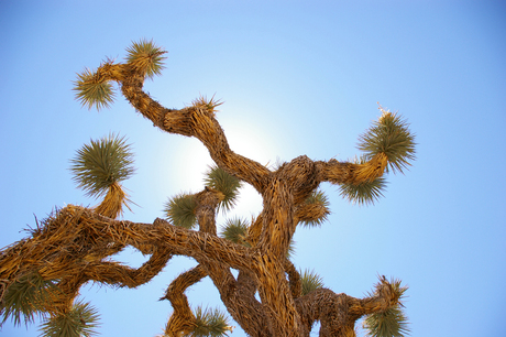 Joshua Tree