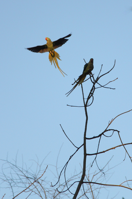 Parkieten in park Brussel