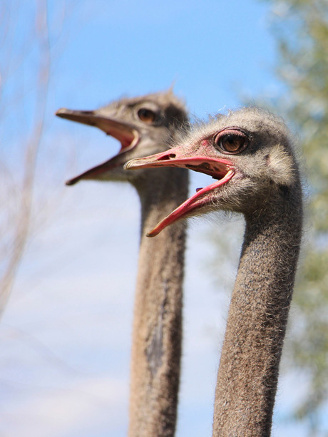 Struisvogels