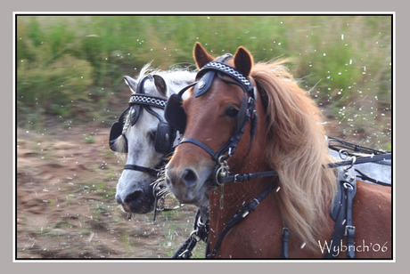 Pony's in de waterbak