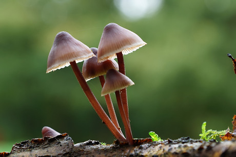 Grote bloedsteelmycena ( Mycena haematopus )