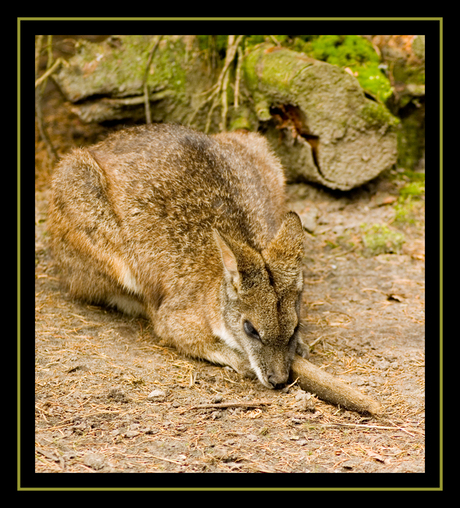 Slaap Kangaroe Slaap
