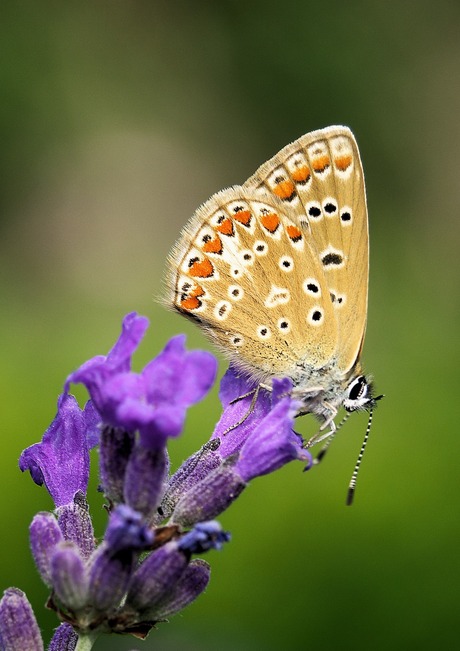 Icarusblauwtje (2013080519).jpg