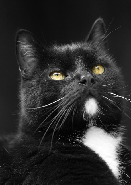 Mouse (17 jaar)