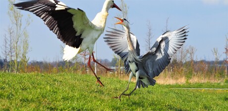 Ooievaar en Reiger discussie