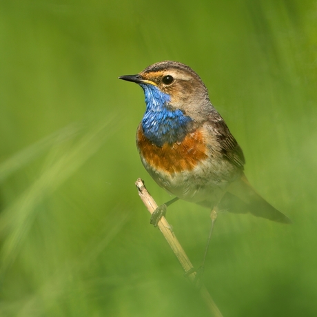 Blauwborst in het groen ...