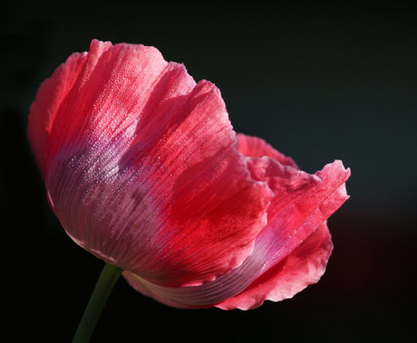 Papaver