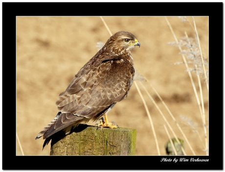 Buizerd