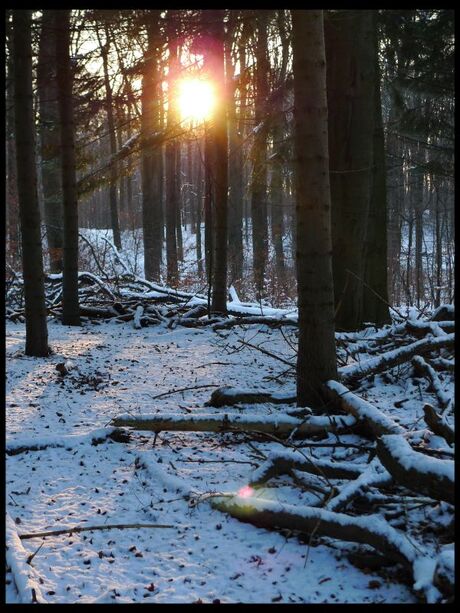 Sonsbeek (Park)