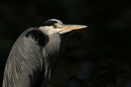 Blauwe reiger........