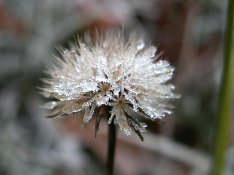 Ijsafzetting op bloem