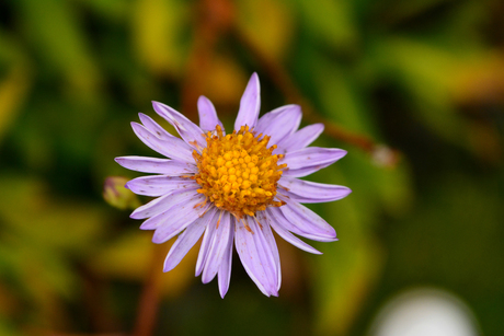 Bloemetje