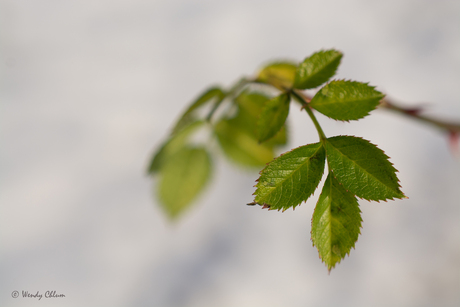 groen in de sneeuw