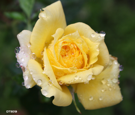 Rose and Rain